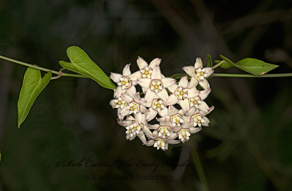 Funastrum cynanchoides  CLIMBING MILKWEED 3031797-z