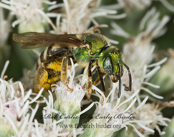 Agapostemon virescens  BICOLORED AGAPOSTEMON 9026159 z