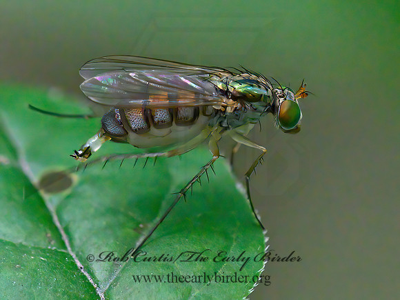 Dolichopus  LONGLEGGED FLY 9063453z