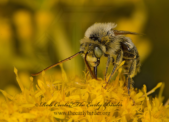 Melissodes (Eumelissodes) tp2  LONG-HORNED BEE  9053412z