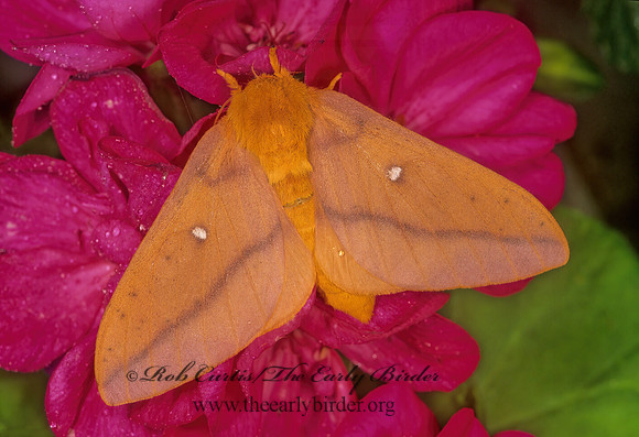 Anisota stigmata  SPINY OAKWORM MOTH 244005z