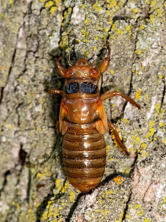 Magicicada cassinii CASSINI'S 17-YEAR CICADA 3043647z