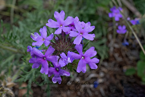 Glandularia bipinnatifida  DAKOTA MOCK VERVAIN 3035386z