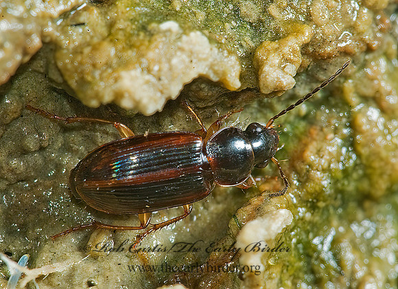 Stenolophus ochropezus 5014384z