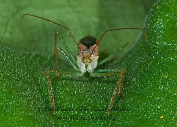 Zelus renardii 7005573z