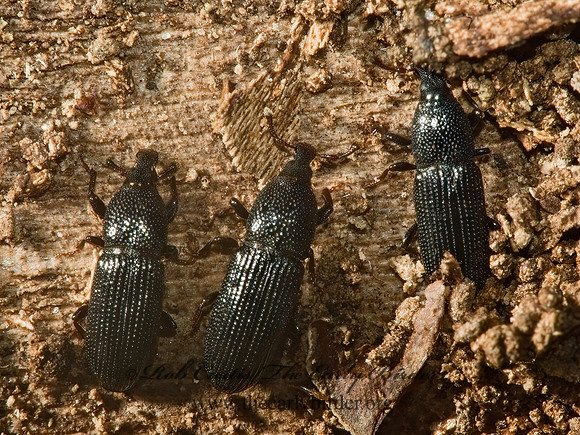 Cossonus impressifrons 5011132z