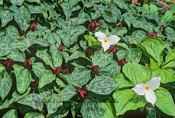 Trillium recurvatum  PRAIRIE TRILLIUM 265128z