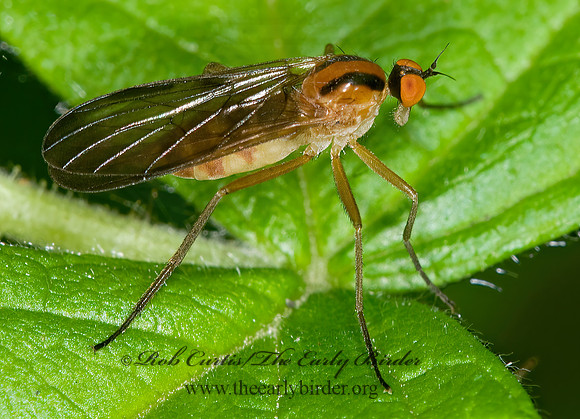 Rhamphomyia vittata  DANCE FLY6008434z