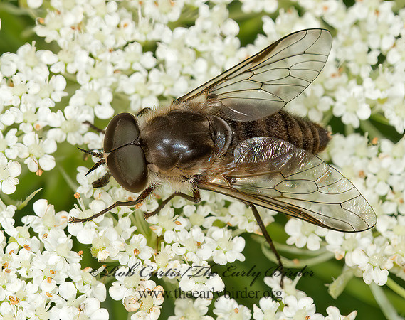 Stonemyia rasa HORSE FLY 9013765z