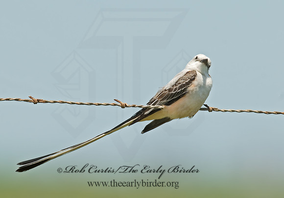 Tyrannus forficatus SCISSOR-TAILED FLYCATCHER 7003928z