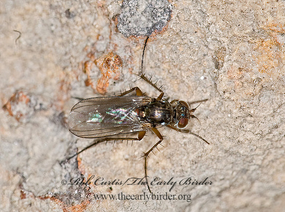Pelastoneurus  LONGLEGGED FLY  6007835z
