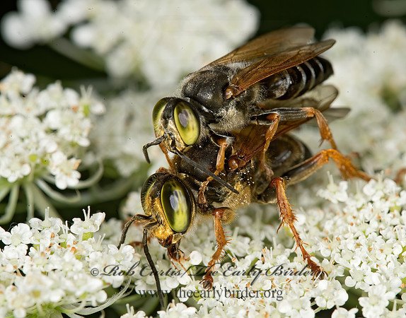 Tachytes crassus  LARRINI CRABRONID WASP 9013711z