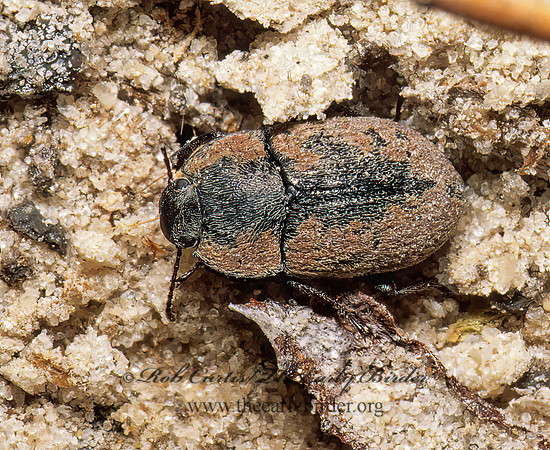 Ulus   PEDININI DARKLING BEETLE 49735 z