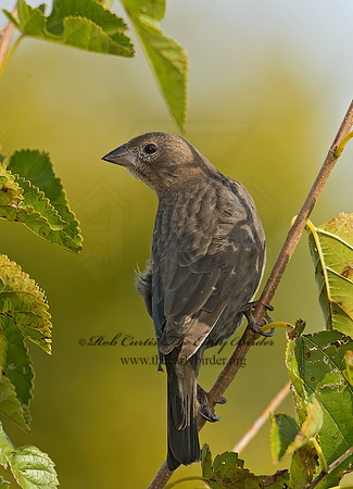 Molothrus ater  BROWN-HEADED COWBIRD  8009150z