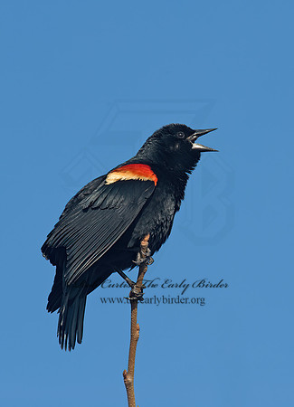 Agelaius phoeniceus  RED-WINGED BLACKBIRD 8001286z