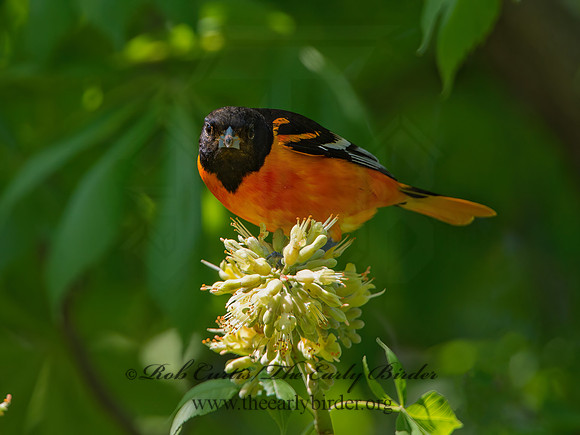 Icterus galbula  BALTIMORE ORIOLE 9044704z