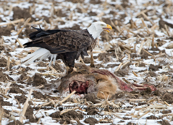 Haliaeetus leucocephalus  BALD EAGLE 9042510z