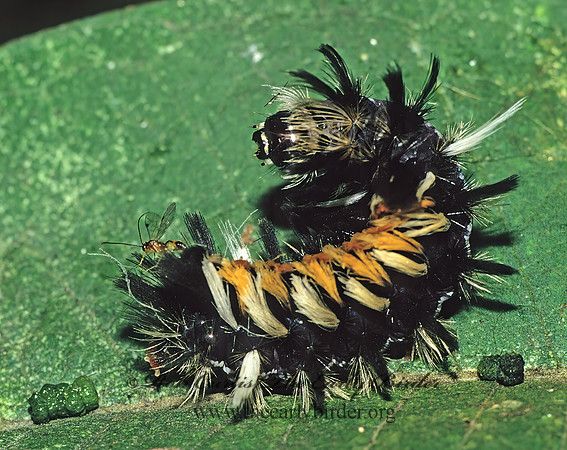 Euchaetes egle MILKWEED TUSSOCK MOTH 23503z