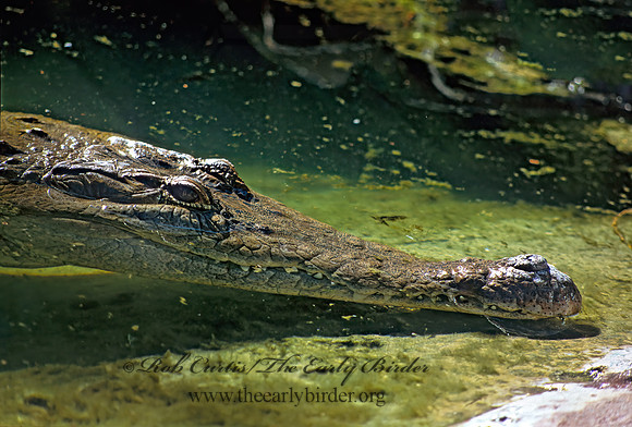 Crocodylus intermedius  ORINOCO CROCODILE 276508z