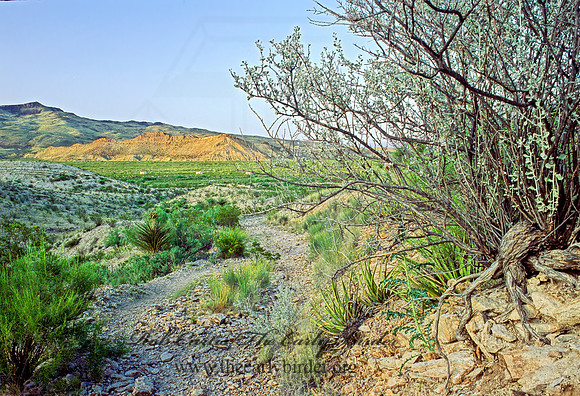 CHIHUAHUAN DESERT 71513z