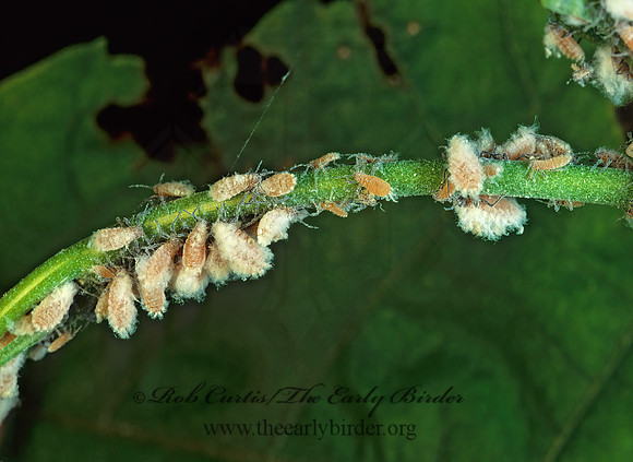 Eriosomatinae  WOOLY APHID 172621z