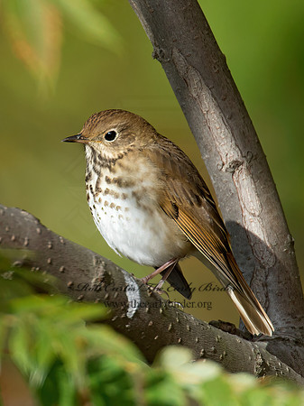 Catharus guttatus  HERMIT THRUSH 9005953z