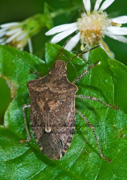 Euschistus  BROWN STINKBUG 7015416z