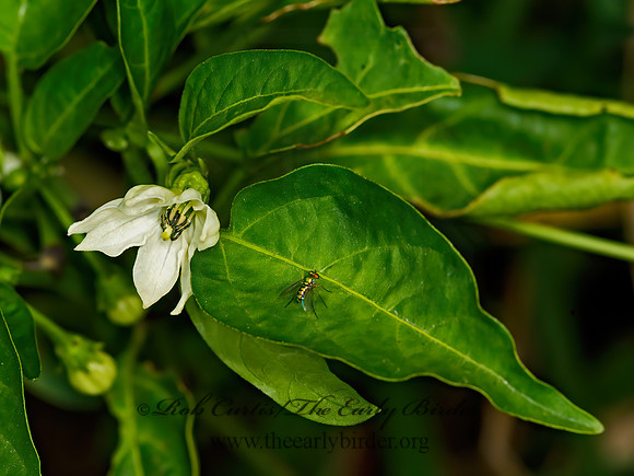 Capsicum annuum  JALAPENO PEPPER 9050796z