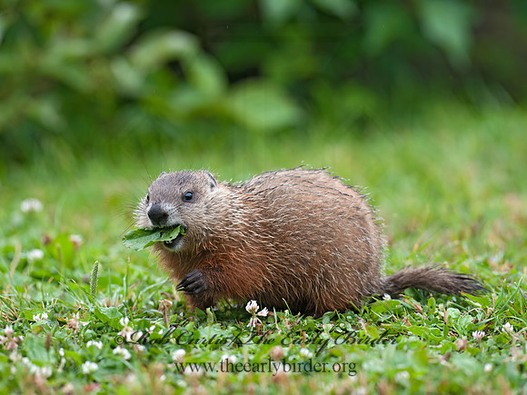 Marmota monax  WOODCHUCK 8034819z