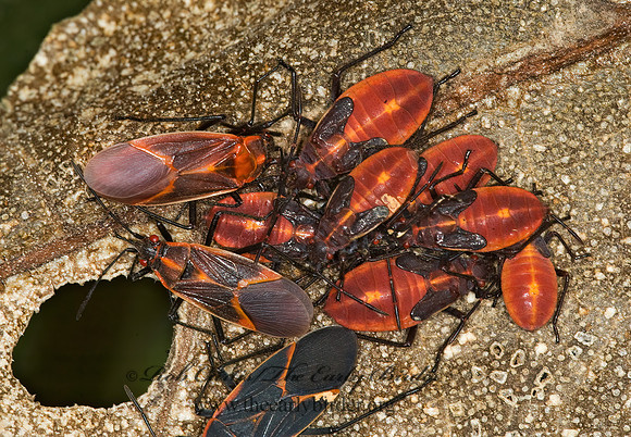 Boisea trivittata 5016588z