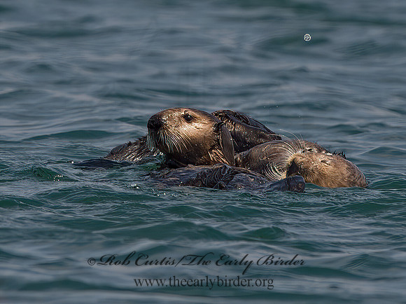 Enhydra lutris nereis  SOUTHERN SEA OTTER 9058092z
