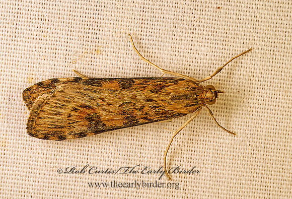 Nomophila nearctica LUCERNE MOTH