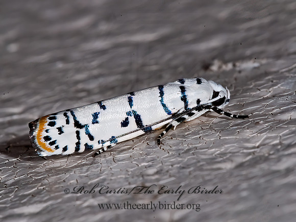 Ethmia delliella  LADDER-BACKED ETHMIA MOTH  6024018z