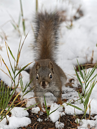 Tamasciurus hudsonicus  PINE SQUIRREL 6037012z