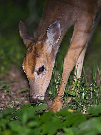 Odocoileus virginianus  WHITE-TAILED DEER  8004159z