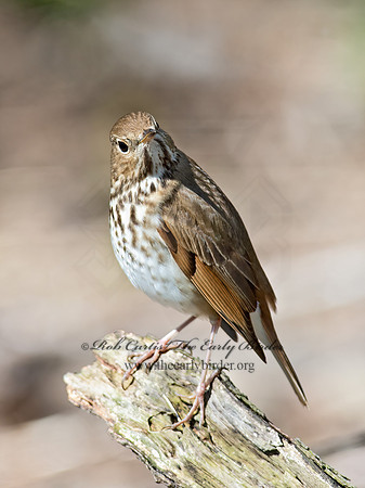 Catharus guttatus  HERMIT THRUSH 9063080z