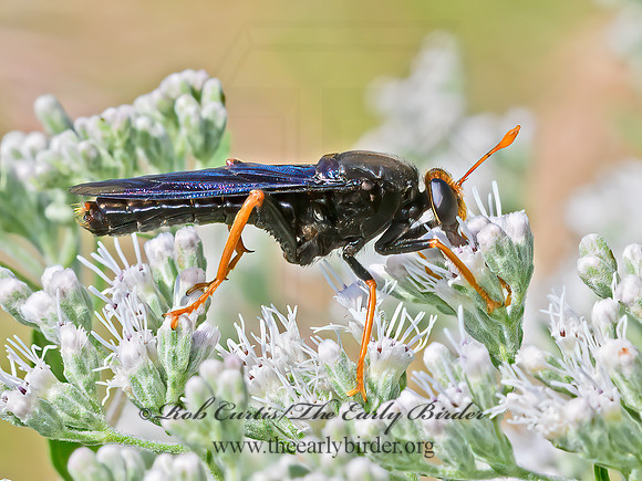 Mydas tibialis  MYDAS FLY 9064305z