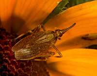 Scolops sulcipes 1113922 z