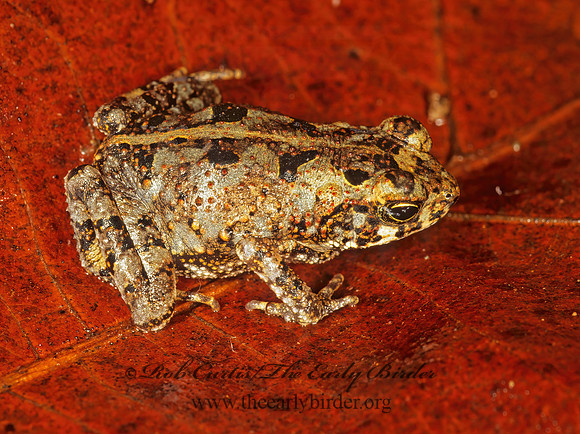 Incilius melanochlorus WET FOREST TOAD 194617  z