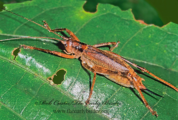Blastonotideus fulvorufus~ TRUE KATYDID~ 198430z