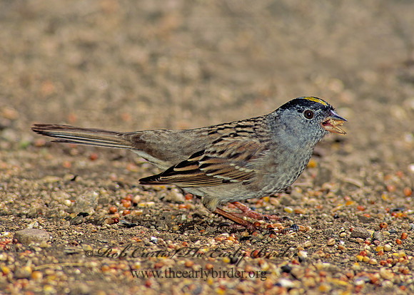 Zonotrichia atricapilla  GOLDEN-CROWNED SPARROW 126940z