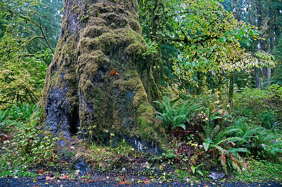 GIANT TREE      8019443z