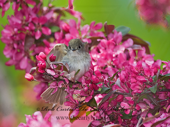 Empidonax minimus  LEAST FLYCATCHER 8003614z
