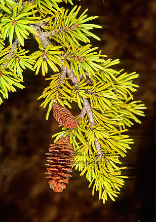 Picea glauca  WHITE SPRUCE 230234z