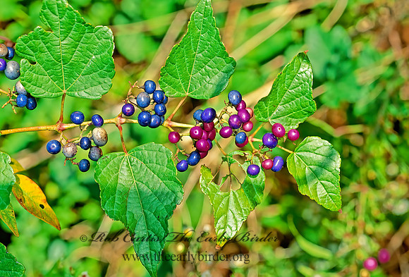 Phytolacca americana   AMERICAN POKEWEED  44533z