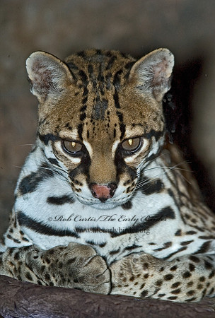 Leopardus pardalis  OCELOT  5005725z