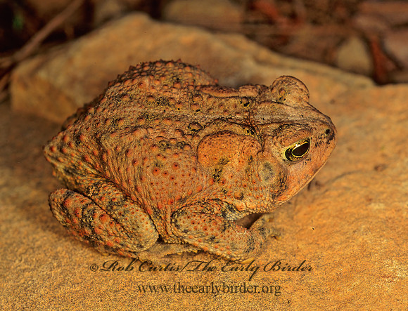 Anaxyrus americanus  AMERICAN TOAD 171224  z