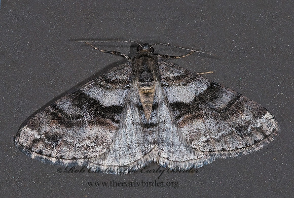 Prionomelia spododea  BOARMIINI GEOMETRID MOTH  6027664z