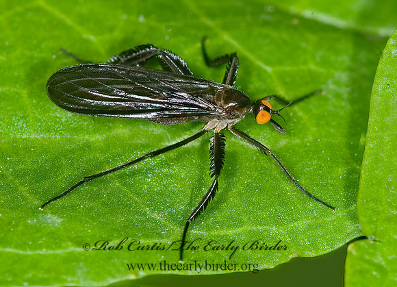 Rhamphomyia longicauda  DANCE FLY 6007756z