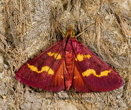 Pyrausta tyralis COFFEE-LOVING PYRAUSTA MOTH 8008645z